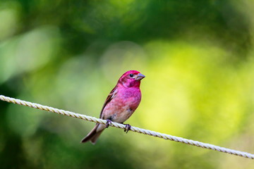 The Purple Finch is the bird that has been famously described as a sparrow dipped in raspberry juice. This was taken deep in a boreal forest in North Quebec Canada.