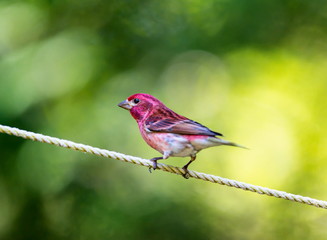 The Purple Finch is the bird that has been famously described as a sparrow dipped in raspberry juice. This was taken deep in a boreal forest in North Quebec Canada.