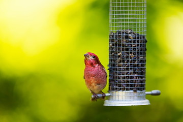 The Purple Finch is the bird that has been famously described as a sparrow dipped in raspberry juice. This was taken deep in a boreal forest in North Quebec Canada.