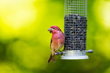 The Purple Finch is the bird that has been famously described as a sparrow dipped in raspberry juice. This was taken deep in a boreal forest in North Quebec Canada. - 115033022
