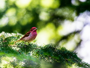 The Purple Finch is the bird that has been famously described as a sparrow dipped in raspberry juice. This was taken deep in a boreal forest in North Quebec Canada.
