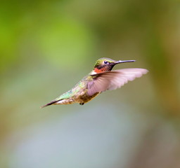 Ruby Throated Hummingbird , after its long migration from the south to the north. Hovering in space in a boreal forest in Quebec Canada. 