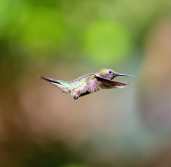 Ruby Throated Hummingbird , after its long migration from the south to the north. Hovering in space in a boreal forest in Quebec Canada. 