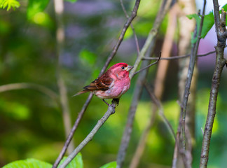 The Purple Finch is the bird that has been famously described as a sparrow dipped in raspberry juice. This was taken deep in a boreal forest in North Quebec Canada.