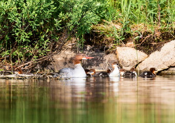 The elegant gray-bodied female Common Merganser have rich, cinnamon heads with a short crest. This one is seen while resting and swimming with her chicks on a Lac Creux in northern Quebec Canada.