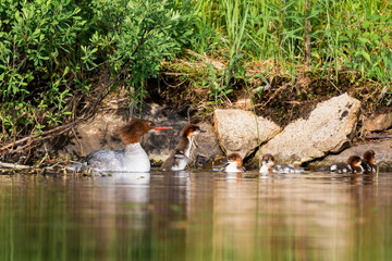 The elegant gray-bodied female Common Merganser have rich, cinnamon heads with a short crest. This one is seen while resting and swimming with her chicks on a Lac Creux in northern Quebec Canada.