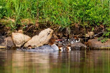 The elegant gray-bodied female Common Merganser have rich, cinnamon heads with a short crest. This one is seen while resting and swimming with her chicks on a Lac Creux in northern Quebec Canada.