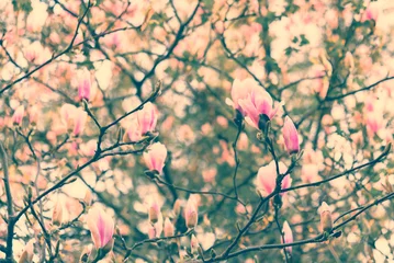 Cercles muraux Magnolia Abloom magnolia flowers on sunny spring day with clear sky. Large flowered tree in Magnoliaceae family blooming in springtime garden with pink petals against light background, image filtered