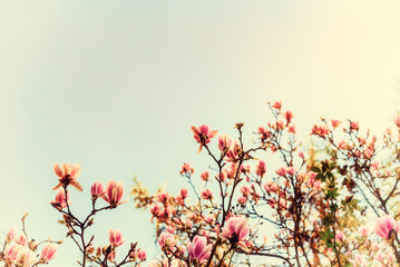 Abloom magnolia flowers on sunny spring day with clear sky. Large flowered tree in Magnoliaceae family blooming in springtime garden with pink petals against light background, image filtered - 115033214
