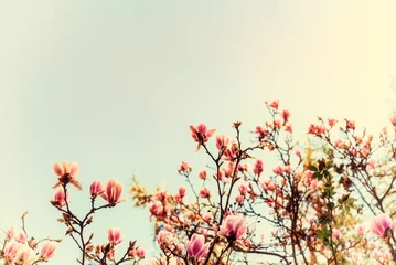 Fototapete Magnolie Erblühen Sie Magnolienblumen an einem sonnigen Frühlingstag mit klarem Himmel. Großblumiger Baum in der Familie der Magnoliaceae, der im Frühlingsgarten mit rosa Blütenblättern vor hellem Hintergrund blüht, Bild gefiltert