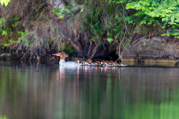 The elegant gray-bodied female Common Merganser have rich, cinnamon heads with a short crest. This one is seen while resting and swimming with her chicks on a Lac Creux in northern Quebec Canada.