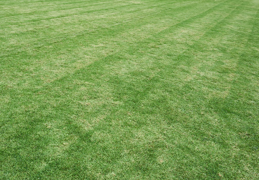 grass field in the football stadium. Use as texture and background 