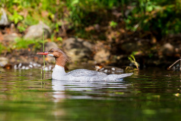 The elegant gray-bodied female Common Merganser have rich, cinnamon heads with a short crest. This one is seen while swimming with her chicks on a Lac Creux in northern Quebec Canada.