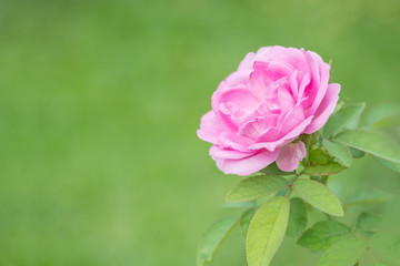 Pink rose single flower isolate on green background