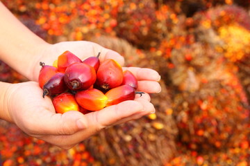Hand holding red ripe oil palm fruitlets