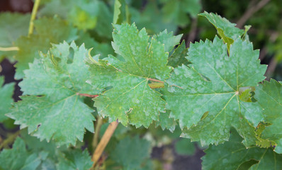 Grape leaves