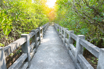 Concrete bridge to the jungle,mangrove forest