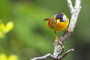 A beautiful mountain bird in clean background - Silver-eared Mesia