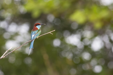 A Blue-throated Bee-eater in a clean background