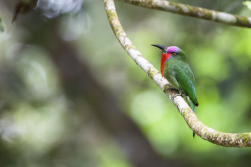 A Male Red-bearded Bee-eater in the wild