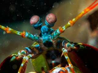 mantis under the sea