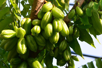 Bilimbi (Averrhoa bilimbi) on tree