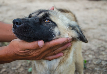 Thai dog (primitive dog) on surfac