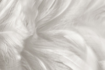 Black and white vintage color trends chicken feather texture background,Interior soft luxury gray heaven angels,Modern image used for design living room,office and others