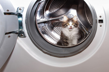 Kitten hiding in the washing machine