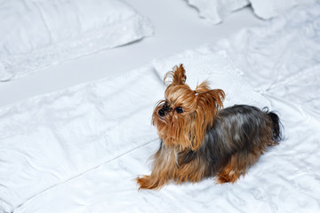 Yorkshire Terrier sitting on bed