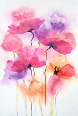 Obrazy  Piękne kwiaty maku, malarstwo akwarela