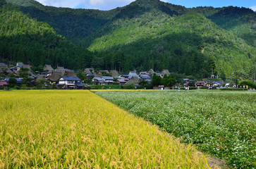 秋の田園風景 ソバ畑と田圃　美山　京都