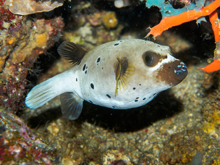 blowfish under the sea © bugking88