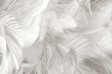 Black and white vintage color trends chicken feather texture background,Interior soft luxury gray...