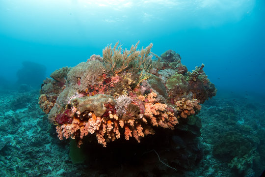 Colorful reef deep in Indian ocean. Indonesia.Bali