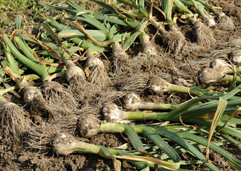 にんにくの収穫