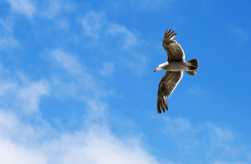Bird during the flight. Portrait of a Seagull flying on the blue sky background. 
