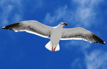 Bird during the flight. Portrait of a Seagull flying on the blue sky background. 