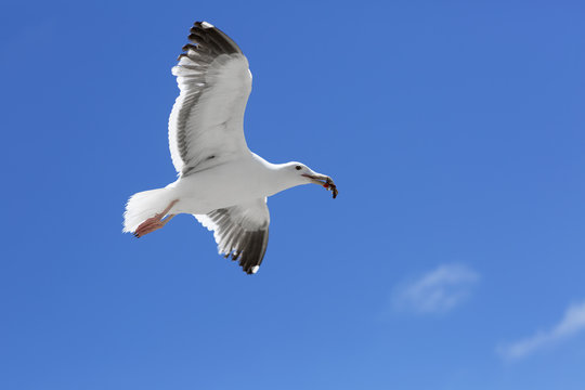 Bird during the flight. Portrait of a Seagull flying on the blue sky background. 