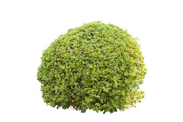 bush tree isolated