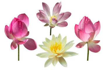 Papier Peint photo Lavable fleur de lotus lotus flower set