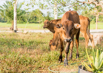 calf or young cows in the field