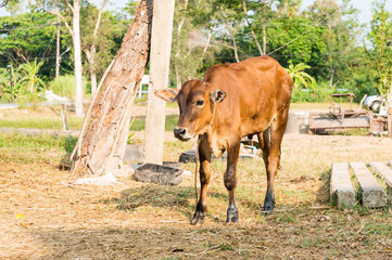 calf or young cows in the field