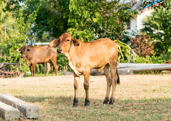 Fototapeta premium calf or young cows in the field