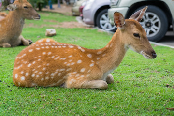 Whitetail deer fawn with spots sitting in grass field.