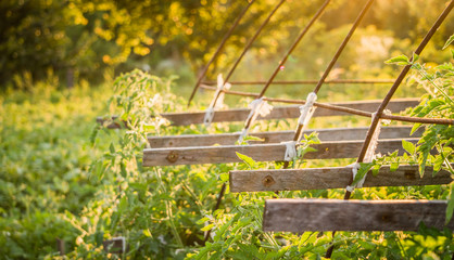 Экологически чистые продукты питания. Выращивания...