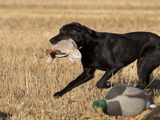 Black Lab with a duck