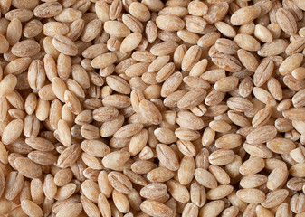 pearls barley grain seed on background.