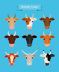 Obraz premium Cow heads vector set. Brown and black cow, red and white cows breeds
