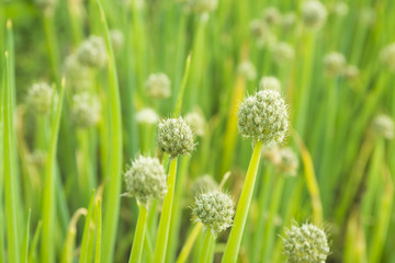 Blooming onion flower in the garden